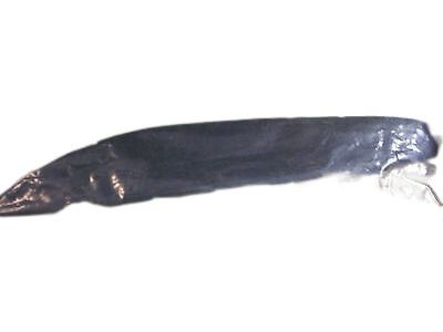 Chrysler MN142161 PROTECTOR Fender