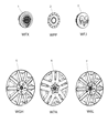 2008 Chrysler Sebring Wheel Cover Diagram - 5085364AA